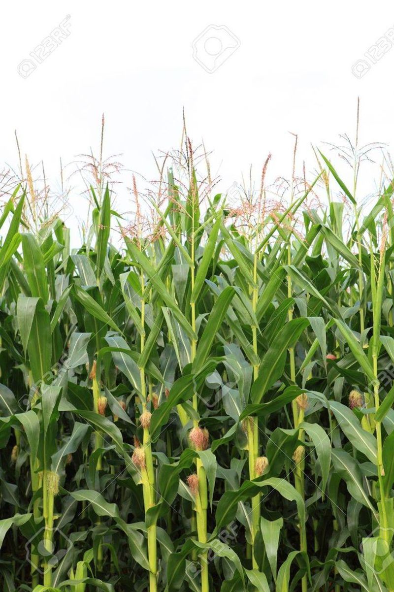 Sweet Corn