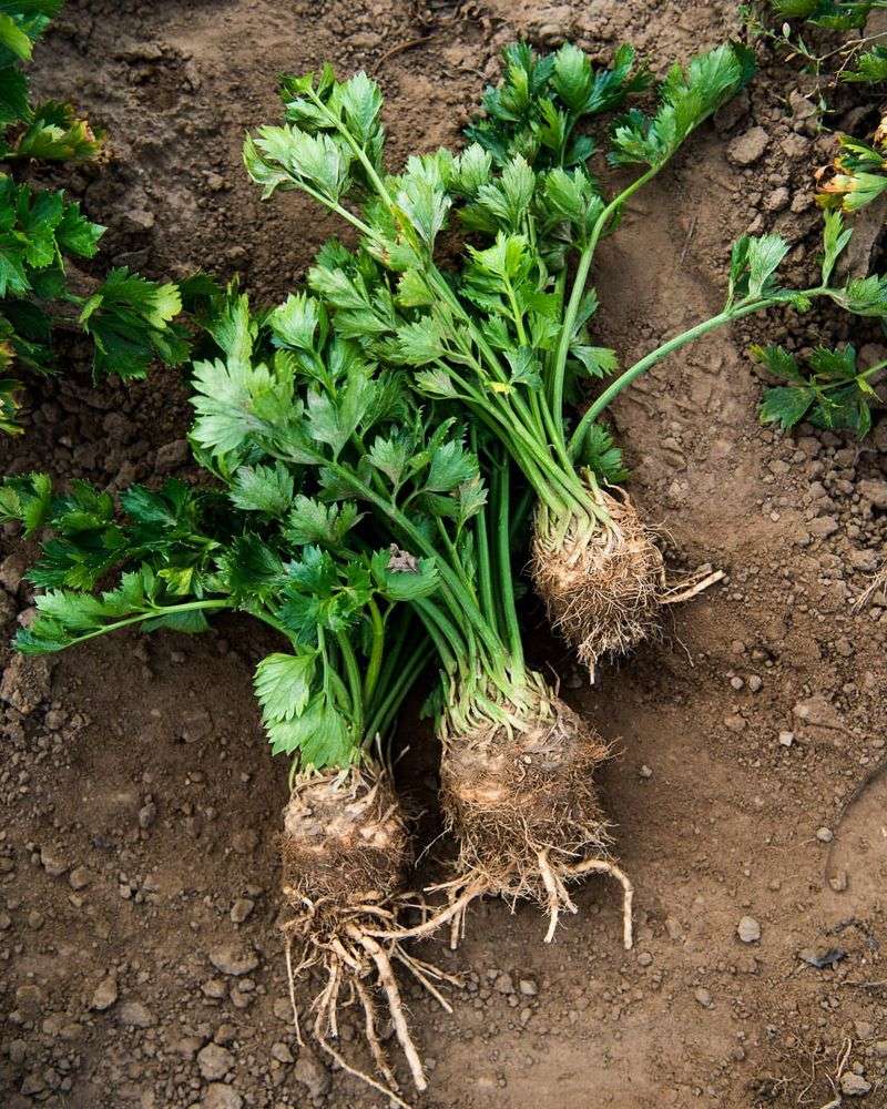 Herbs (Cilantro, Dill, Parsley)