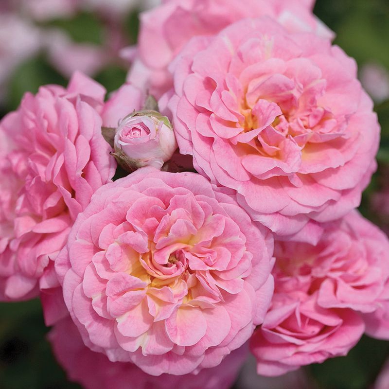 Sweet Drift Rose