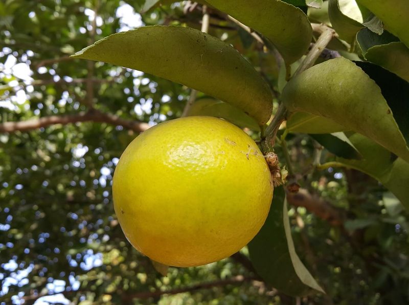 Sweet Lime