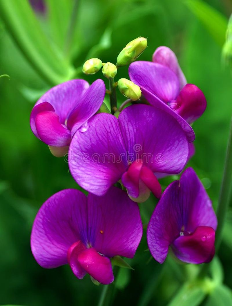 Sweet Pea