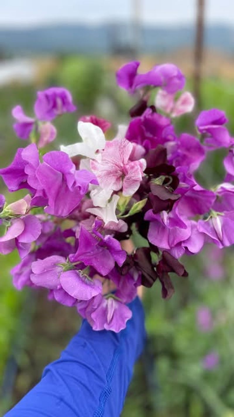 Sweet Pea