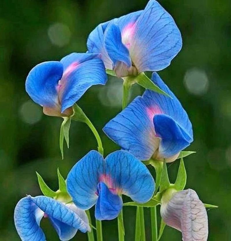 Sweet Pea