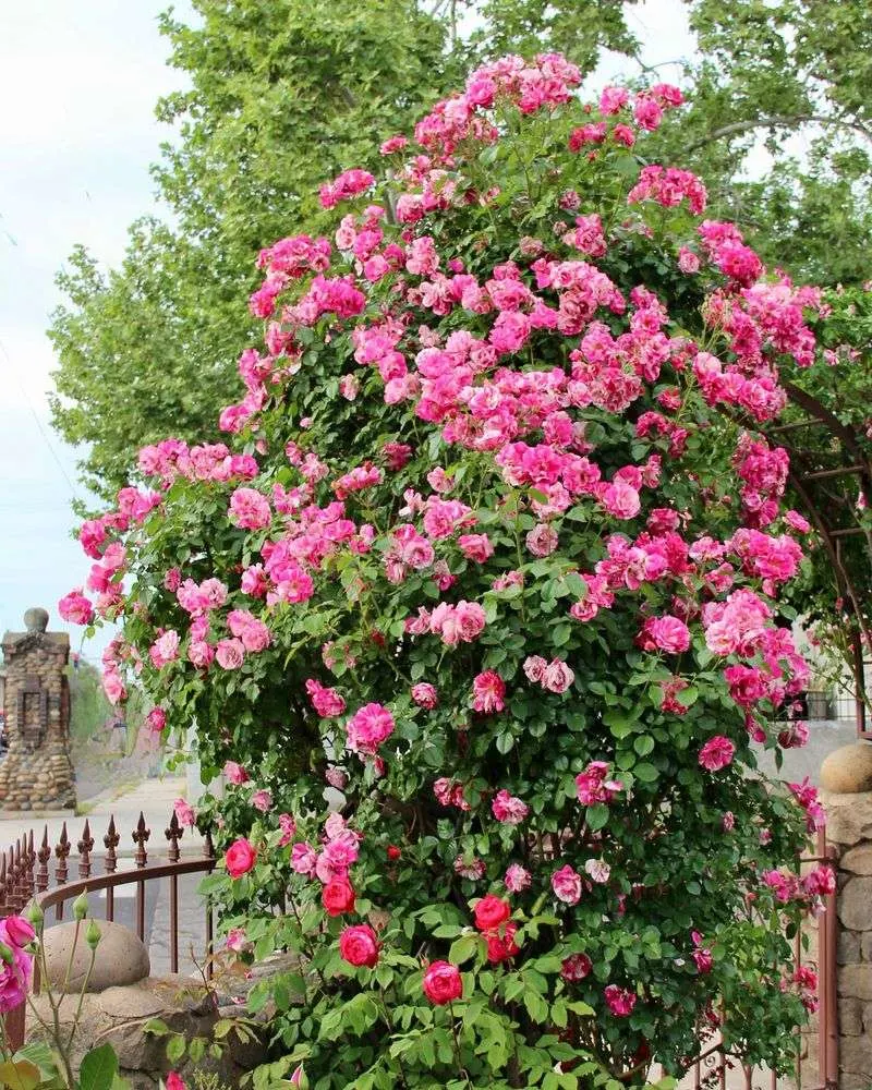 Climbing Rose (‘Zephirine Drouhin’)