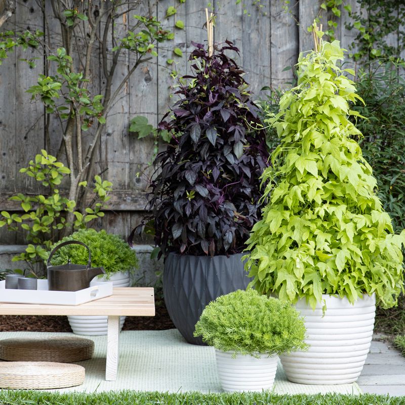 Sweet Potato Vine