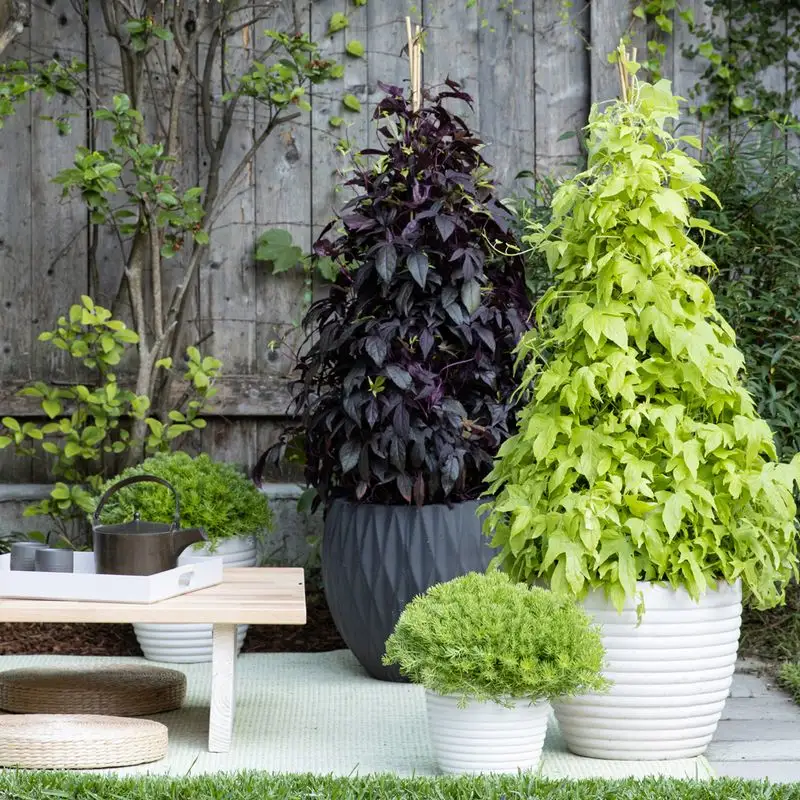 Sweet Potato Vine