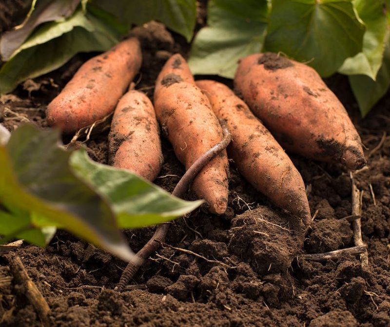 Sweet Potatoes (Sprawling)