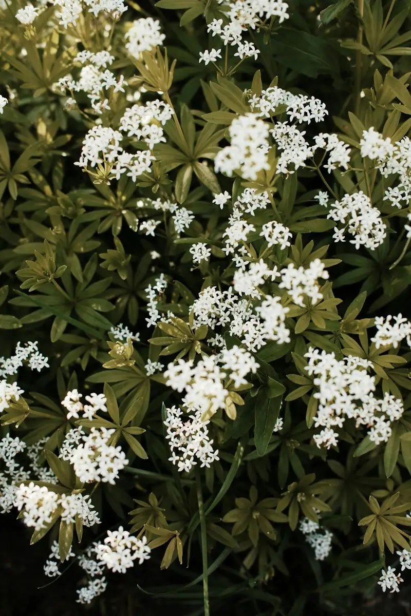 Sweet Woodruff (Galium odoratum)