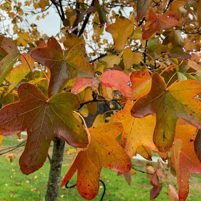 Sweetgum