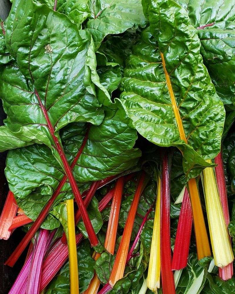 Swiss Chard