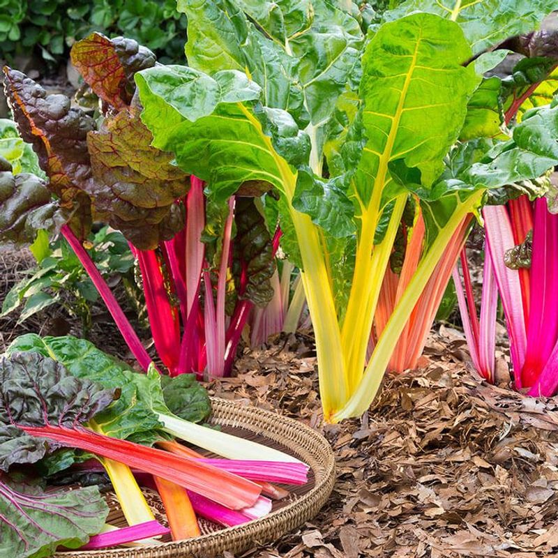 Swiss Chard