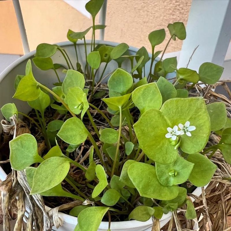 Claytonia
