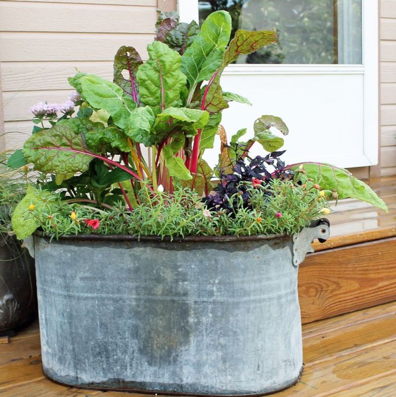 Swiss Chard