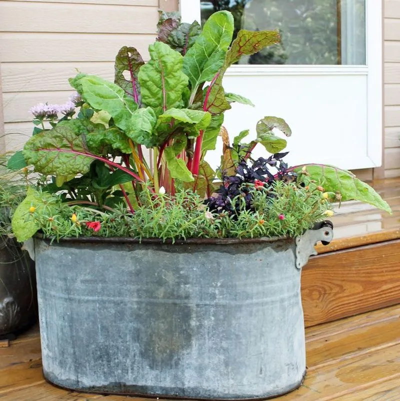 Swiss Chard