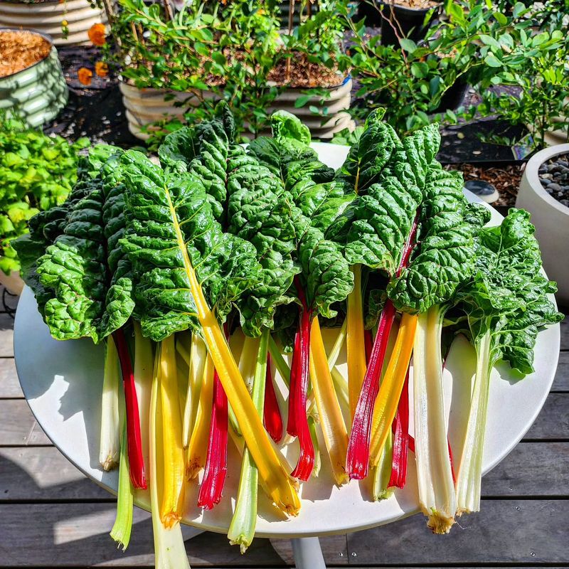 Swiss Chard