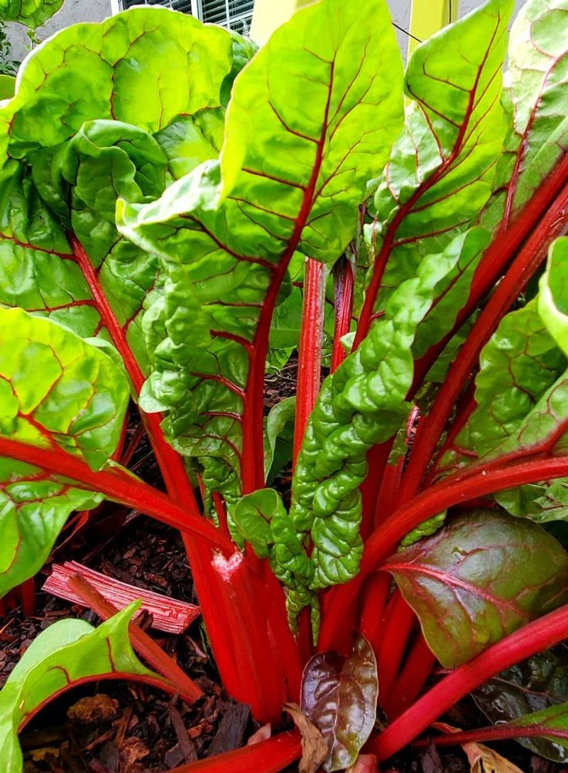 Swiss Chard