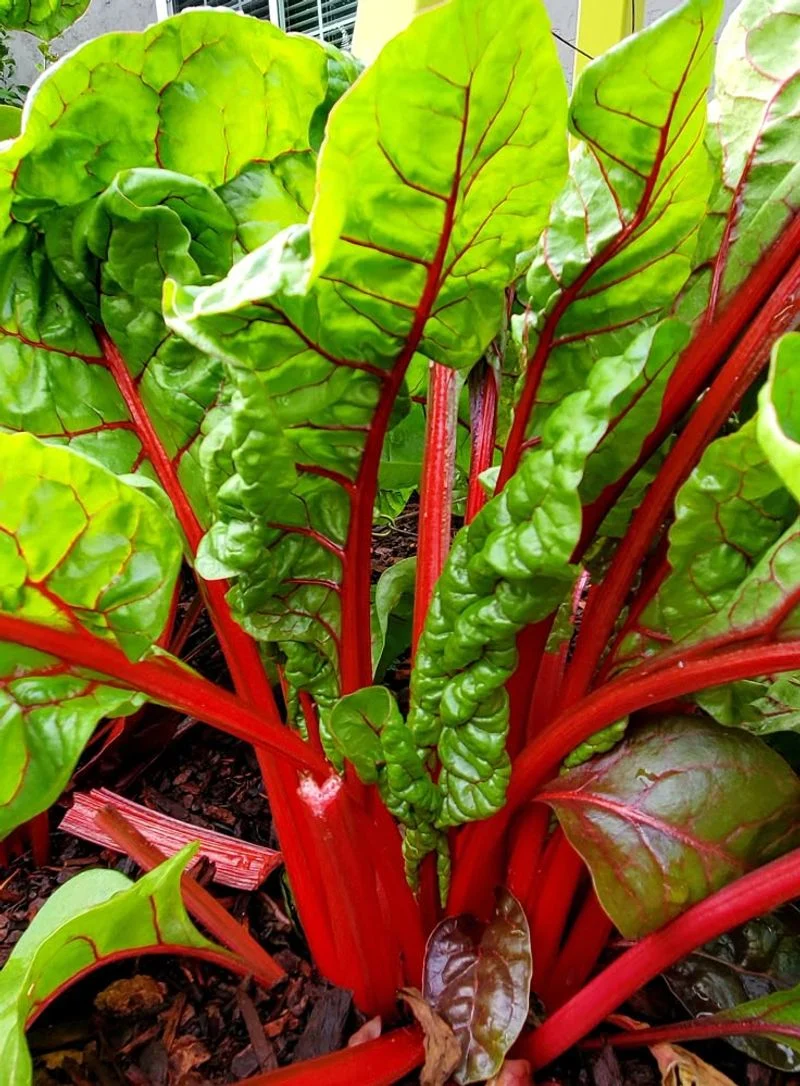 Swiss Chard