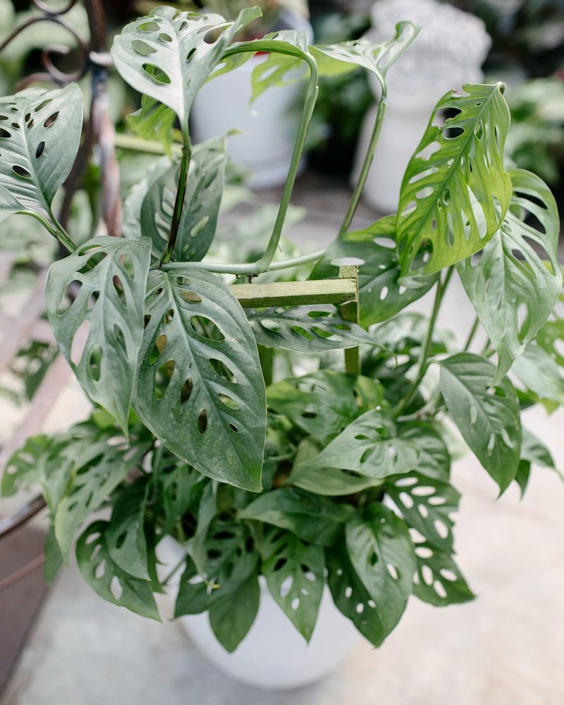 Swiss Cheese Plant