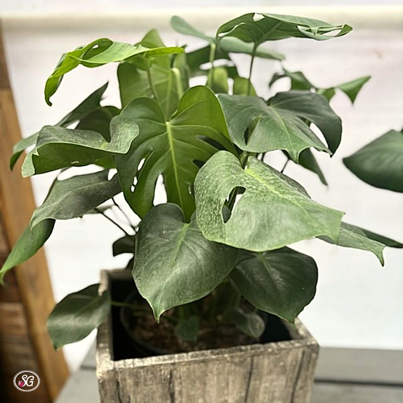 Swiss Cheese Plant