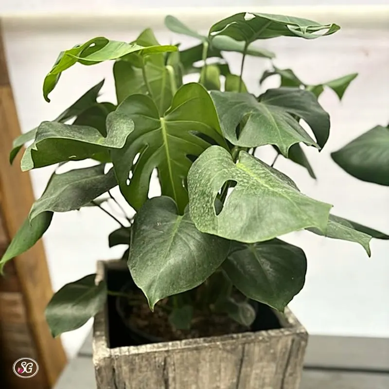 Swiss Cheese Plant