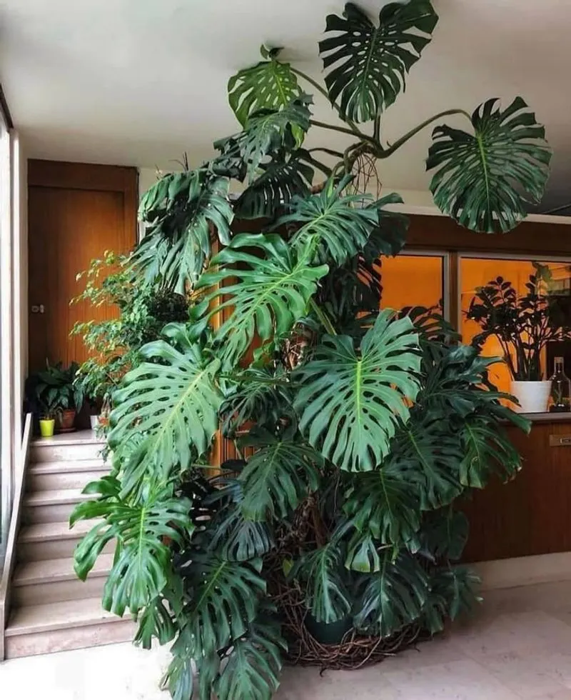Swiss Cheese Plant