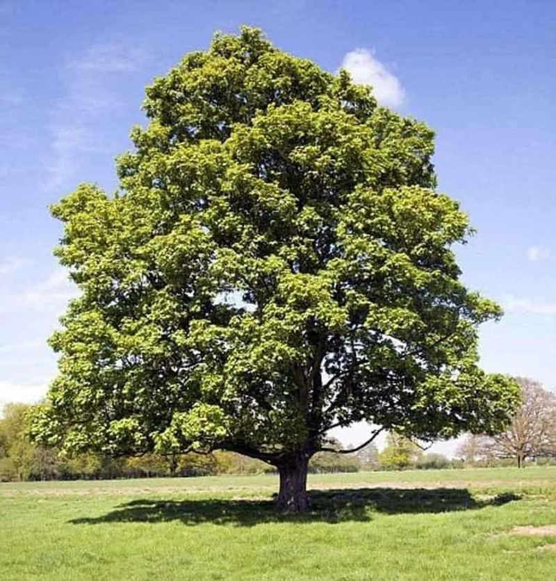 Sycamore Tree