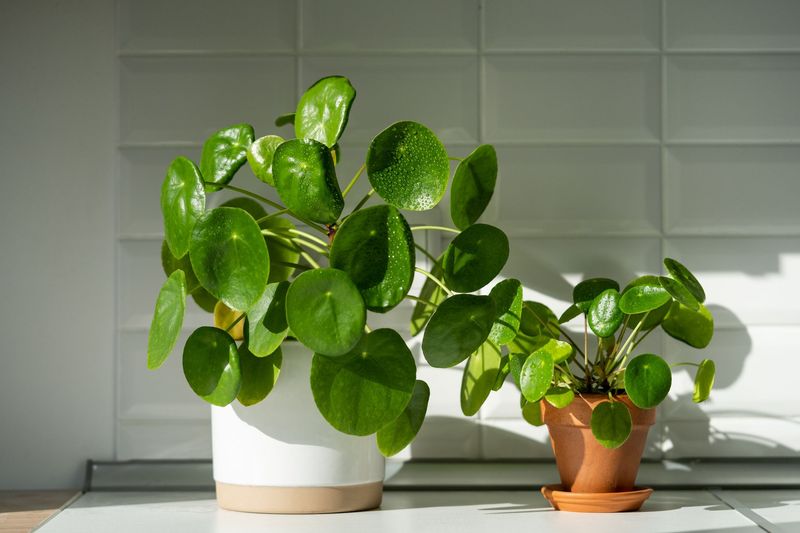 Symbol of Growth