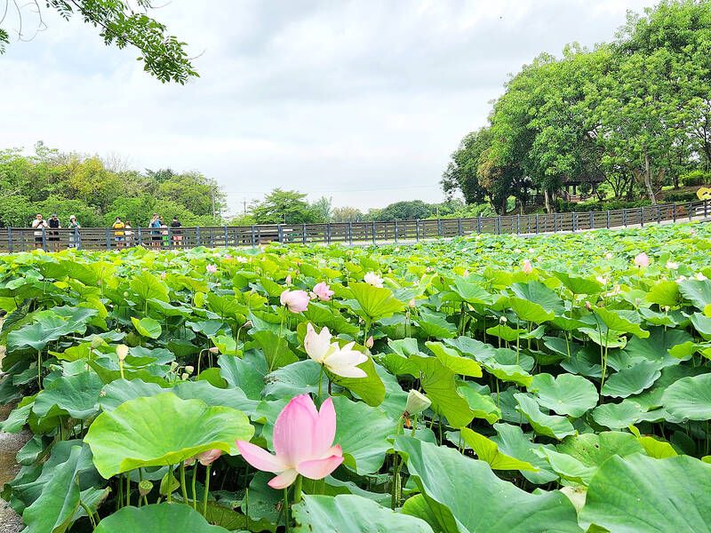 Taipei Lotus Festival