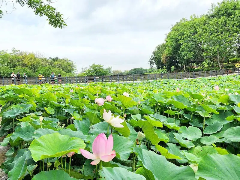 Taipei Lotus Festival