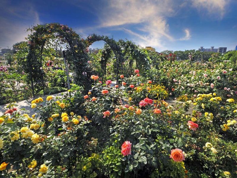 Taipei Rose Festival, Taiwan