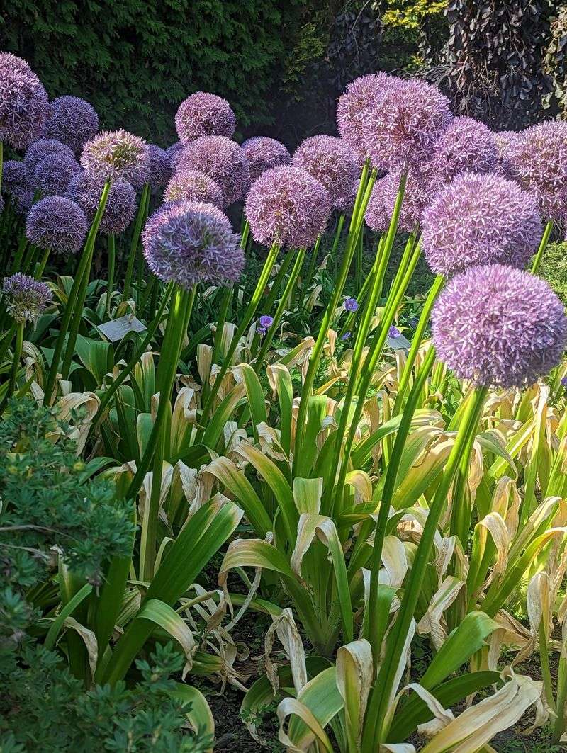 Plants Prone to Deer or Rabbit Damage