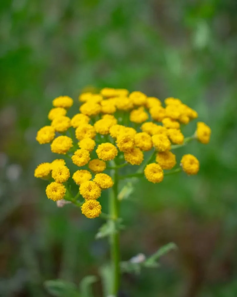 Tansy