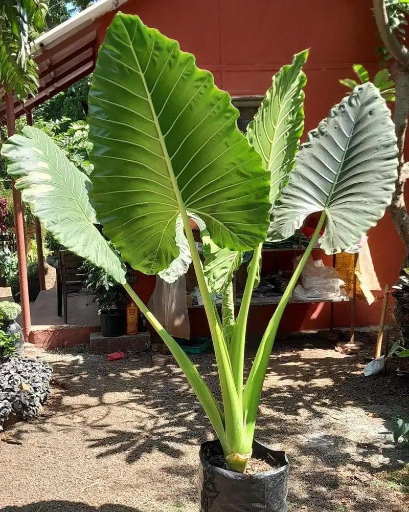 Taro