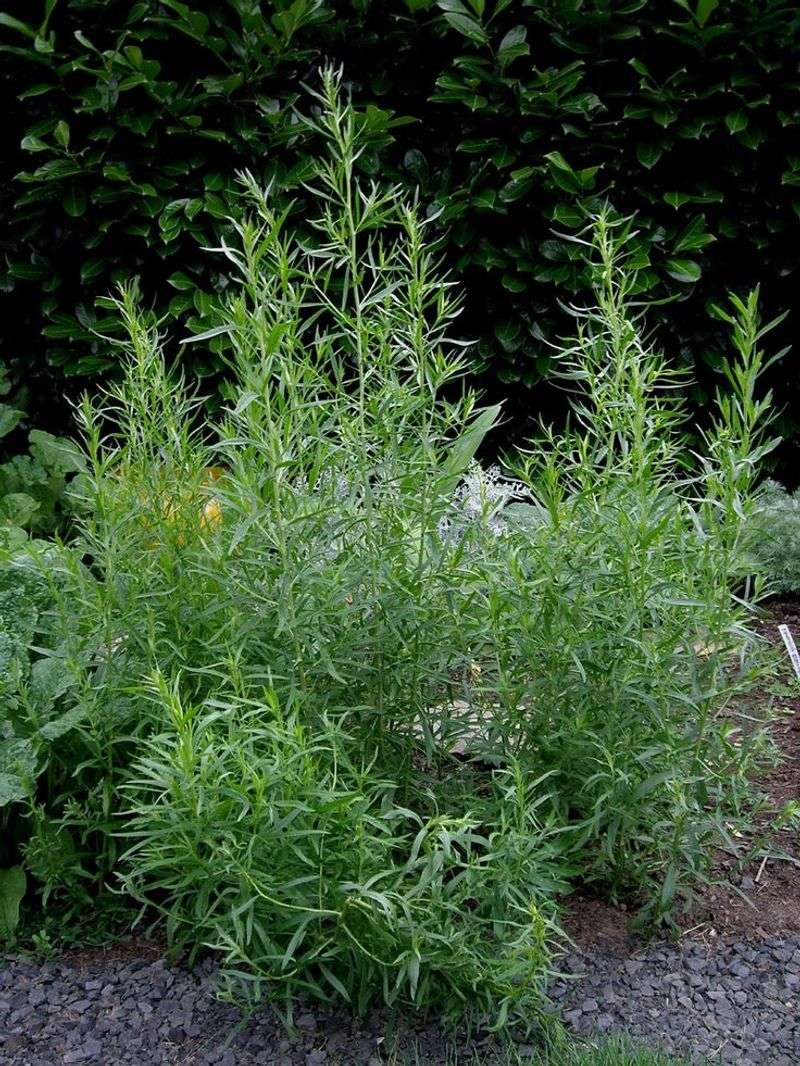 Tarragon