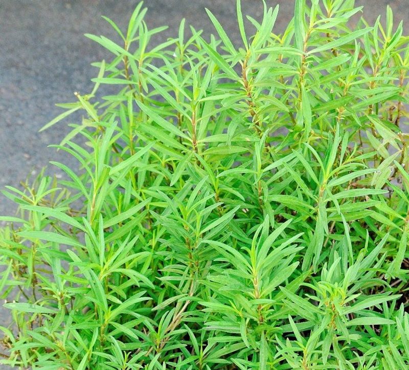 Tarragon