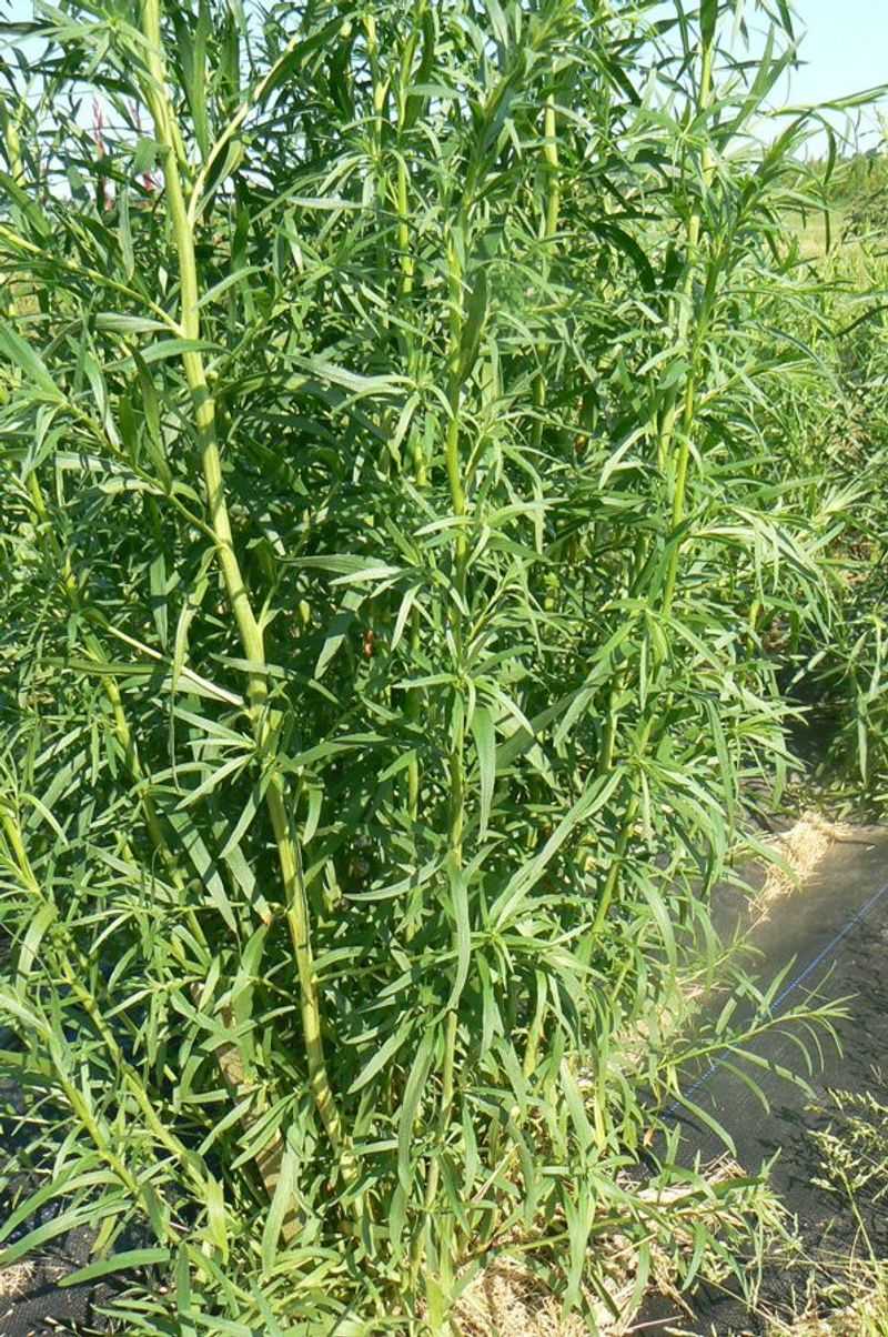 Tarragon