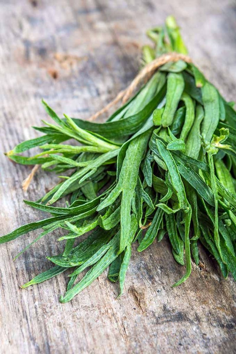 Tarragon