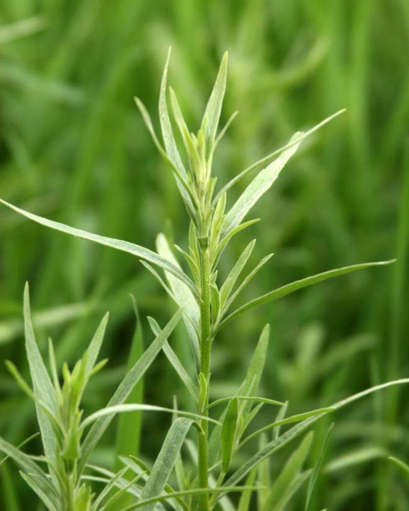 Tarragon