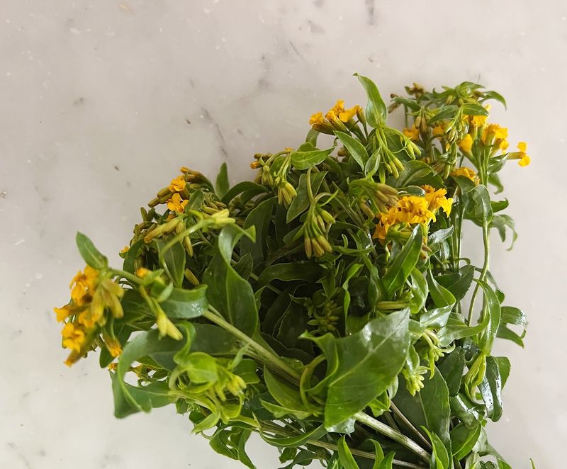Tarragon
