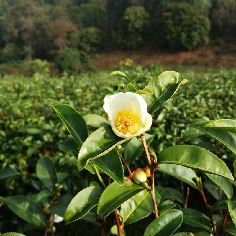 Tea Camellia
