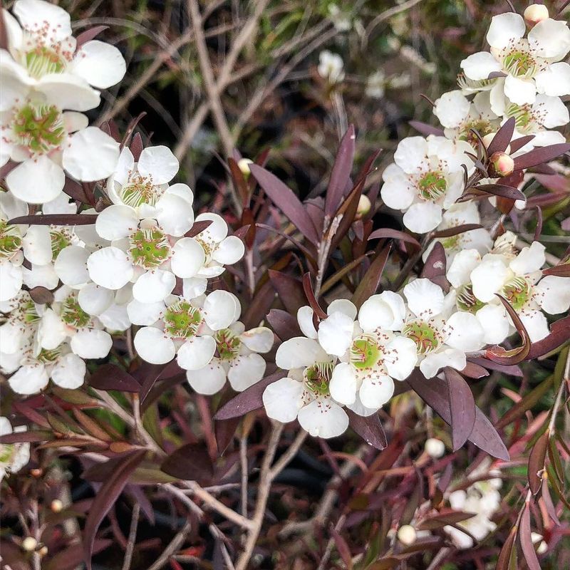 Tea Tree