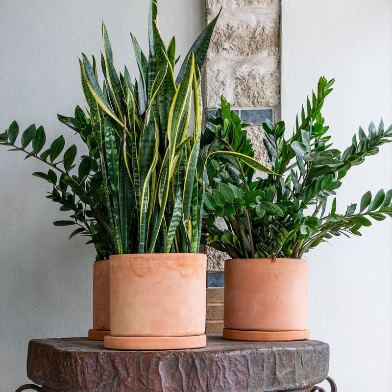 Terracotta Planters