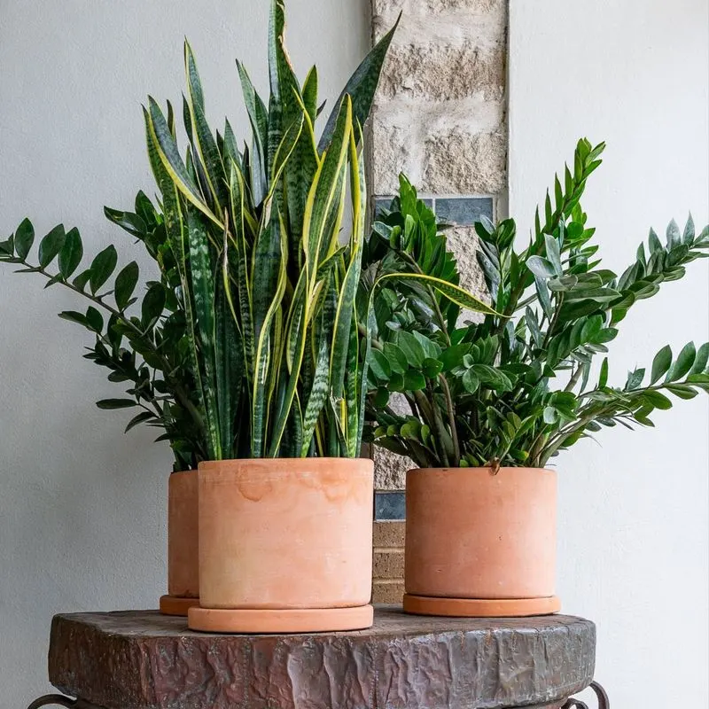 Terracotta Planters