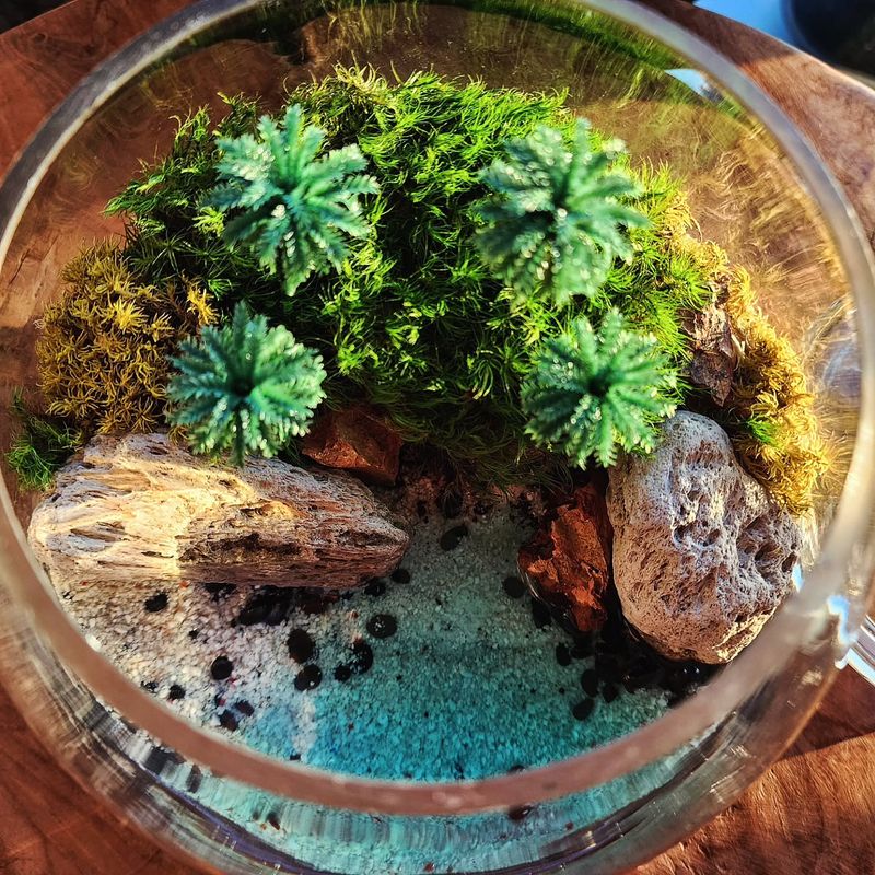 Terrarium Magic