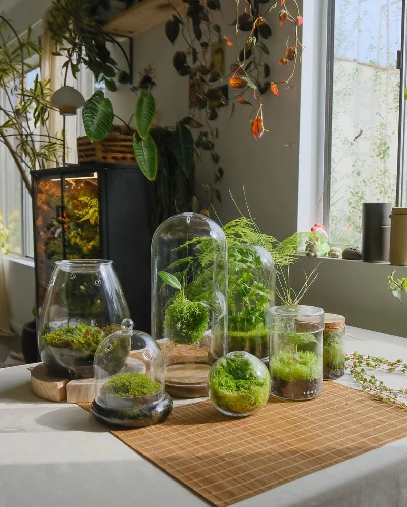 Terrariums