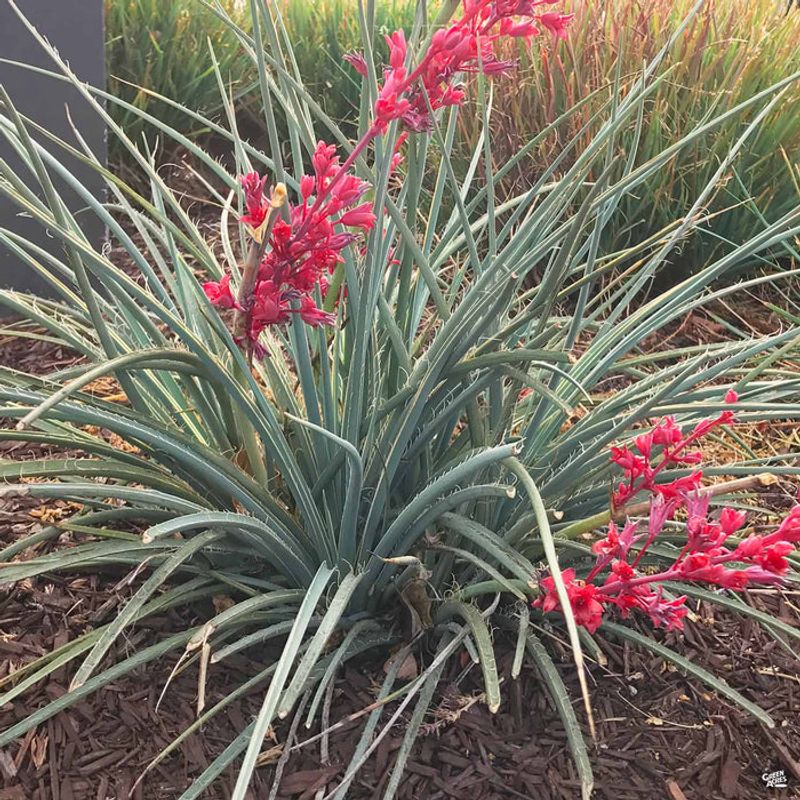 Texas Red Yucca