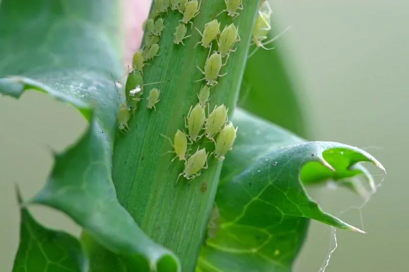 The Battle with Pests