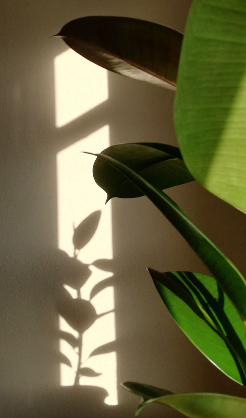 The Challenge of Sunlight