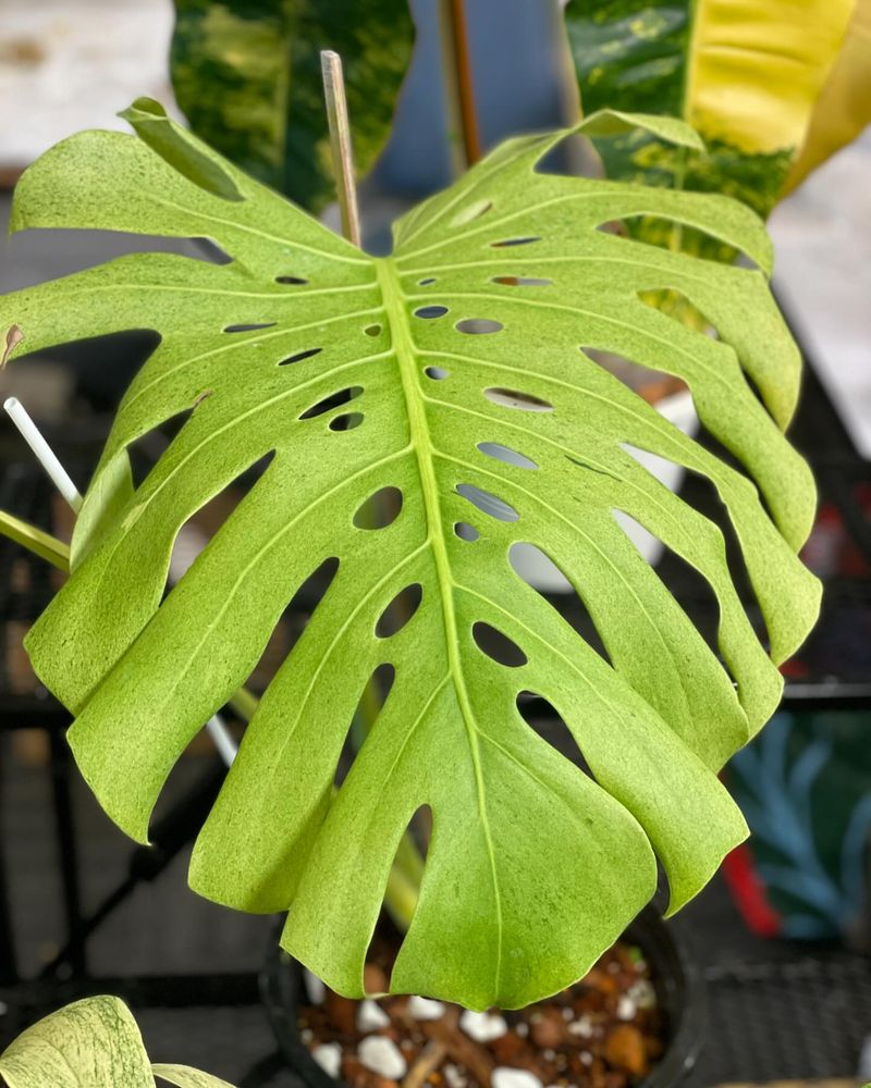 The Decline of Exotic Plant Collections