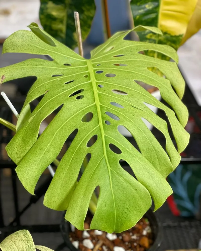 The Decline of Exotic Plant Collections